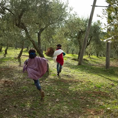 THE OLIVE HARVEST CONTINUES
